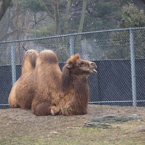 Domestic Bactrian Camel