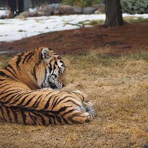 Amur Tiger Grooming
