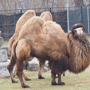 Domestic Bactrian Camels