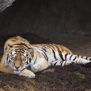 Amur Tiger