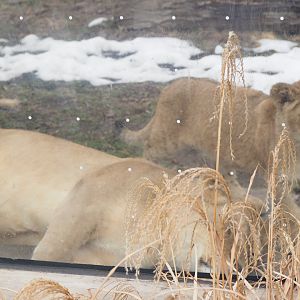African Lion and Cub