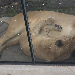 African Lion and Cub