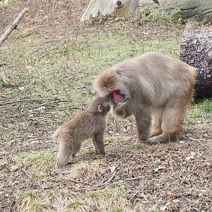 Japanese Macaque and Baby
