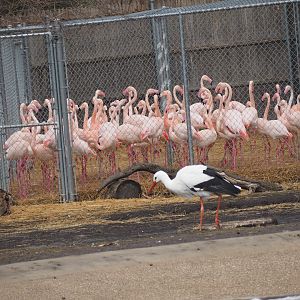 White Stork and Greater Flamingos