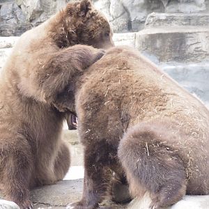 Grizzly Bears
