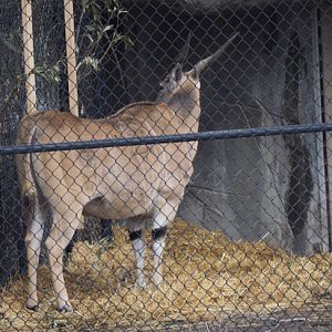 Giant Eland