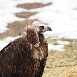 Cinereous Vulture