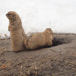 Black-Tailed Prairie Dogs