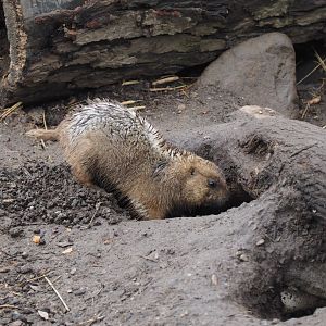Black-Tailed Prairie Dogs