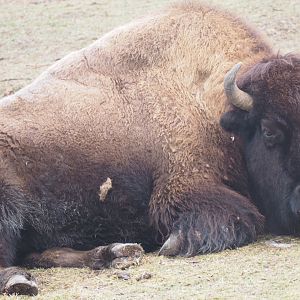American Bison