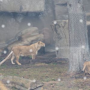 African Lion Cub Stalking Mother