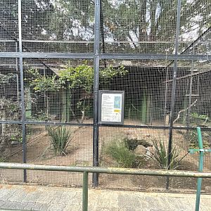 African Wood Owl Exhibit
