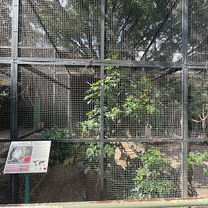 Southern Whitefaced  Scops-Owl Exhibit
