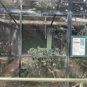 Eurasian Eagle Owl Exhibit