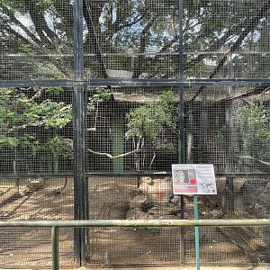 Cape Eagle Owl Exhibit