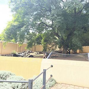 Spectacled Bear Exhibit