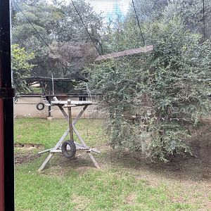 Ring-Tailed Coati Exhibit