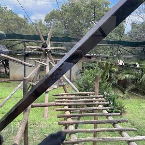 Black Spider Monkey Exhibit
