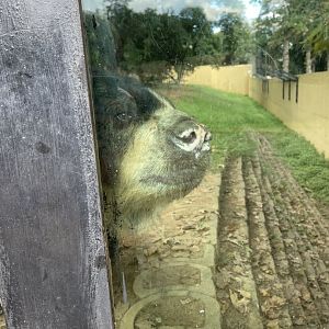 A very curious Spectacled Bear