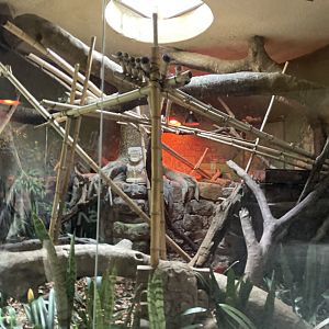 Green Iguana Exhibit