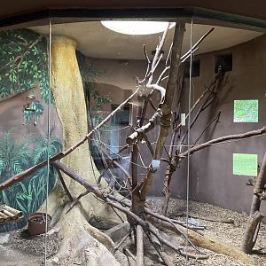 Indoor Emperor Tamarin Exhibit