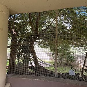 Cotton-Top Tamarin Exhibit