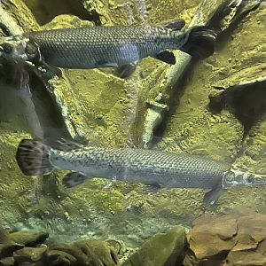 Alligator Gar