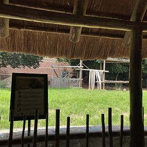 Gorilla Exhibit