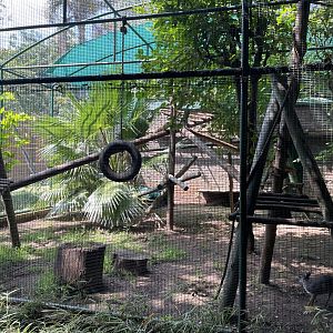 Diana's Monkey and Blue Duiker Exhibit