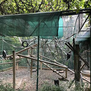 Black-Crested Mangabey  Exhibit