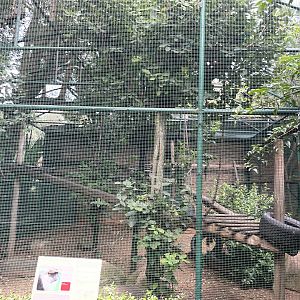 Red-Tailed Guenon  Exhibit