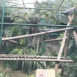 DeBrazza's Monkey Exhibit