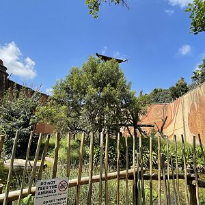 Chimpanzee Exhibit #1