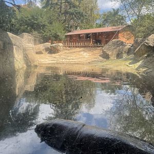 Pygmy Hippo Pool