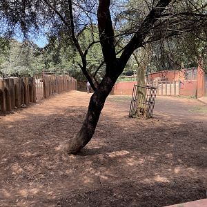 Pygmy Hippo Exhibit #3