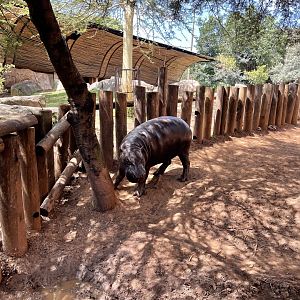 Pygmy Hippo (My fav photo Ever!)