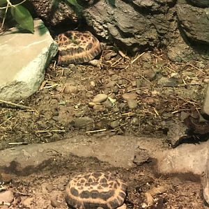 Northern Spider Tortoises