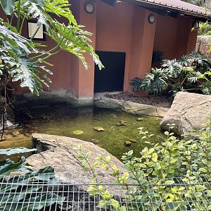 African Dwarf Crocodile Exhibit