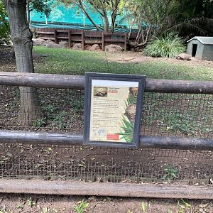 Sulcata tortoise exhibit