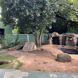 African Clawless Otter Exhibit