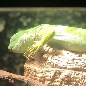 Fiji Banded Iguana