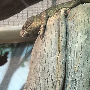 Prehensile-tailed Skink