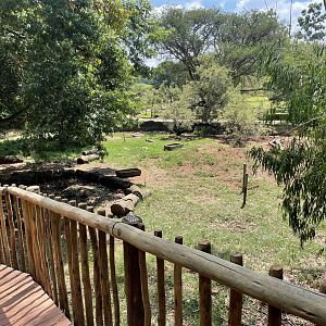 Red river Hog Exhibit