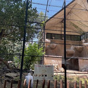 Cape Vulture Exhibit