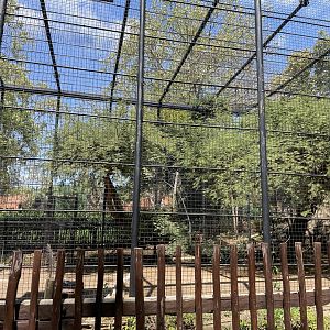 Vereax's Eagle Exhibit