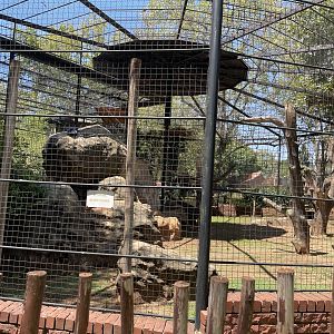 King Vulture Exhibit