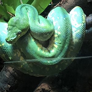 Green Tree Python