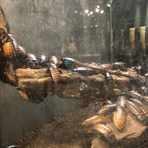Madagascar Hissing Cockroach