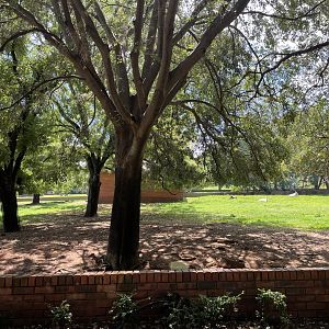 Scimitar-horned Oryx