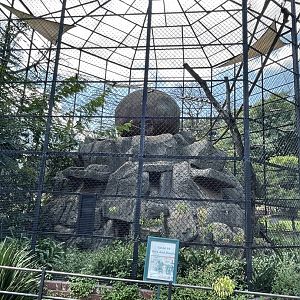 Yellow-Cheeked Gibbon Exhibit